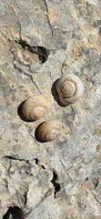Levantina spiriplana