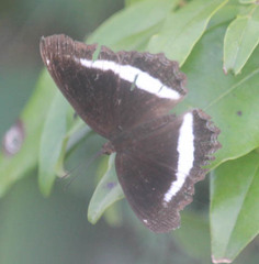 Eurytela hiarbas