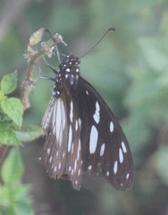Graphium leonidas