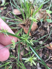Cyperus retroflexus