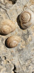 Levantina spiriplana