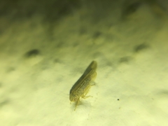 Deltocephalini