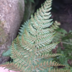 Dryopteris guanchica