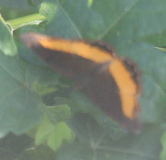 Eurytela dryope