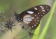 Graphium leonidas