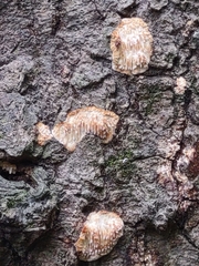 Radulomyces copelandii
