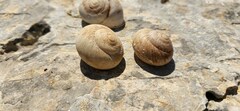 Levantina spiriplana