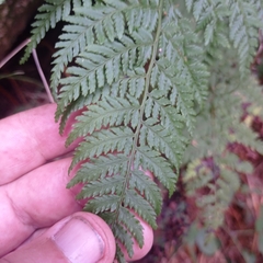 Dryopteris guanchica