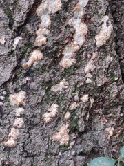 Radulomyces copelandii
