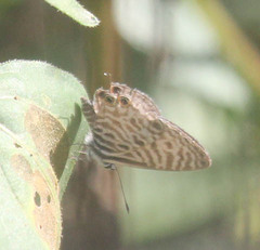 Leptotes