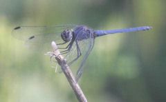 Trithemis furva