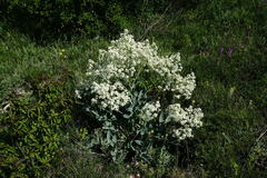 Crambe pinnatifida