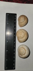 Levantina spiriplana