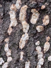 Radulomyces copelandii