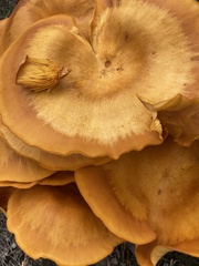 Omphalotus