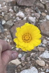 Baileya multiradiata