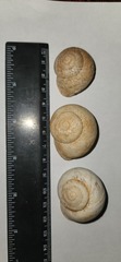 Levantina spiriplana