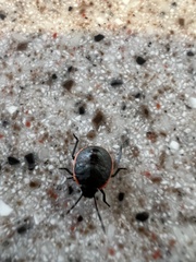 Chlorochroa
