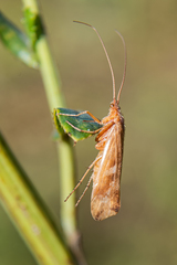 Limnephilus