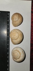 Levantina spiriplana
