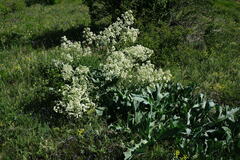 Crambe pinnatifida
