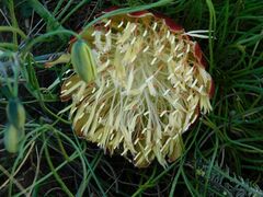 Protea restionifolia