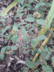 Euphorbia ophthalmica