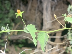 Abutilon parvulum
