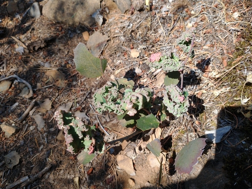 Image of Berberis pumila by no rights reserved