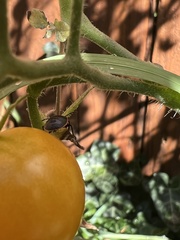 Chlorochroa