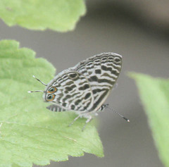 Leptotes