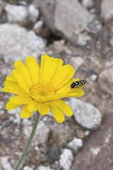 Baileya multiradiata