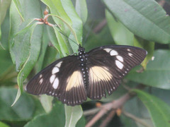 Pseudacraea lucretia