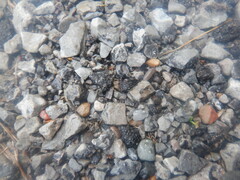 Armadillidium nasatum