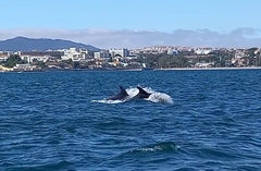 Tursiops truncatus