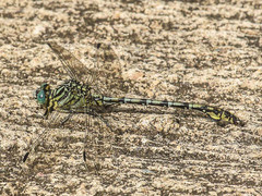 Ceratogomphus pictus