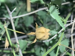 Abutilon parvulum