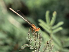 Platycnemis dealbata