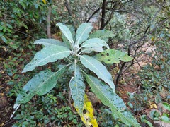 Solanum giganteum