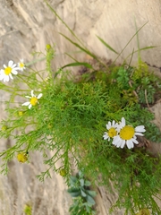 Tripleurospermum