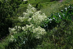 Crambe pinnatifida