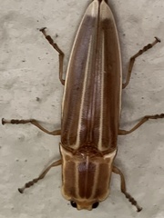 Semiotus ligneus