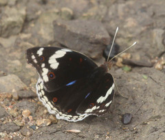 Junonia oenone