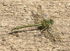 Ceratogomphus pictus