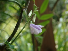 Galega officinalis