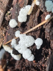 Ceratiomyxa
