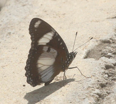 Hypolimnas misippus
