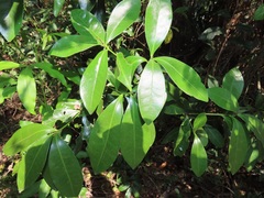 Peddiea africana