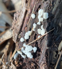 Ceratiomyxa
