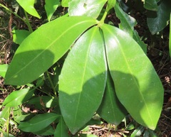 Peddiea africana